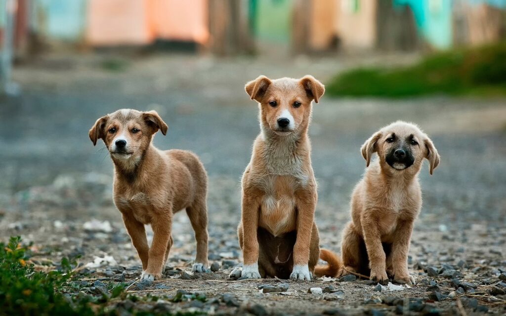 three dogs